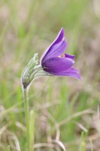 Pulsatille vulgaire