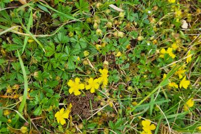 Potentille de Tabernaemontanus