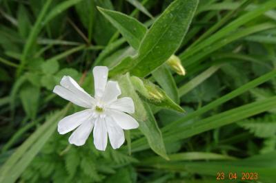 Compagnon blanc