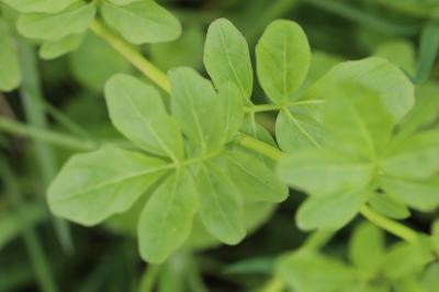 Cardamine amère