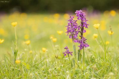 Orchis bouffon