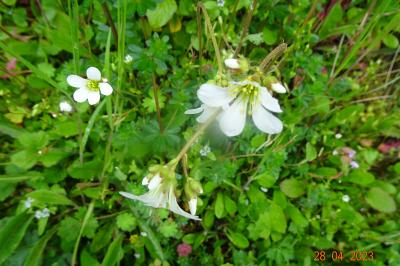 Saxifrage granulé