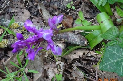 Orchis mâle