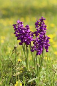 Orchis bouffon