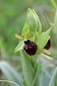 Ophrys araignée