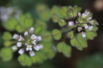 Microthlaspi perfoliatum