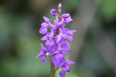 Orchis mâle