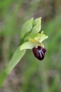 Ophrys araignée