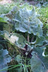 <i>Arctium</i>