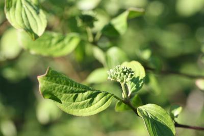 Cornus sanguinea