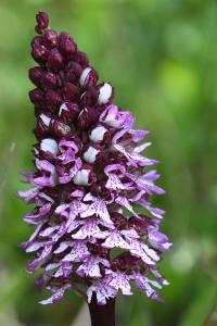 Orchis pourpre
