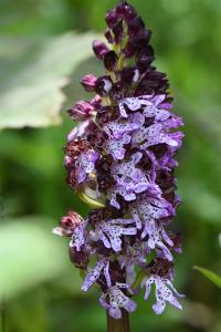 Orchis pourpre