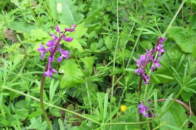 Orchis mâle