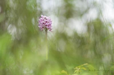 Orchis singe