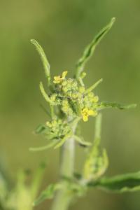 Herbe aux chantres
