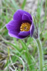 Pulsatille vulgaire