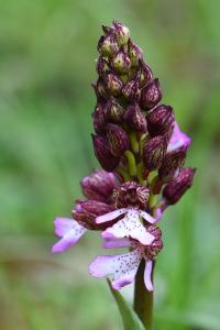 Orchis pourpre
