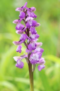 Orchis bouffon