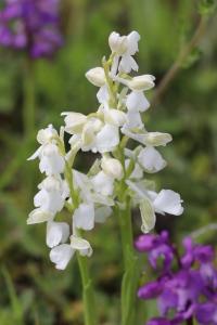 Orchis bouffon