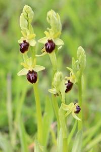 Ophrys araignée