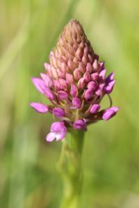 Orchis pyramidal