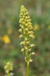 Orchis homme pendu