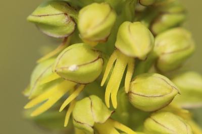 Orchis homme pendu