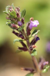 <i>Ziziphora acinos</i>