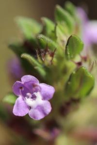 <i>Ziziphora acinos</i>