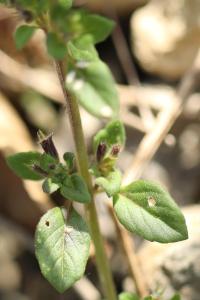 <i>Ziziphora acinos</i>