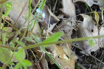 Myosotis des champs