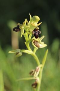 Ophrys araignée