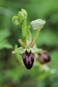 Ophrys araignée