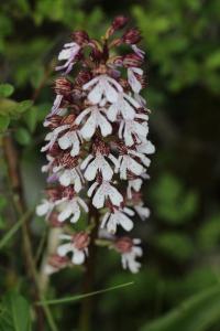 Orchis pourpre