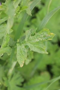 Herbe aux chantres