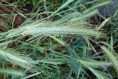 Orge sauvage