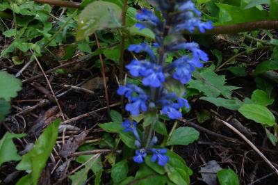 Ajuga reptans