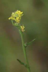 Herbe aux chantres