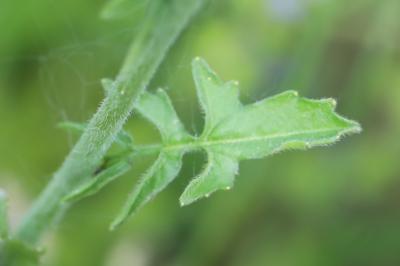 Herbe aux chantres