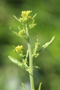 Herbe aux chantres