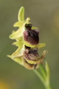 Ophrys araignée