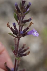 <i>Ziziphora acinos</i>