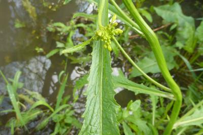 Rorippe amphibie