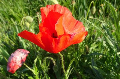 Coquelicot