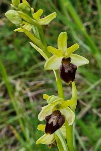 Ophrys araignée