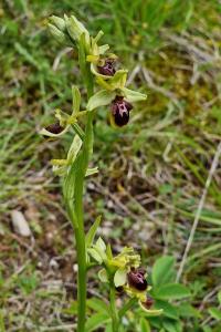 Ophrys araignée