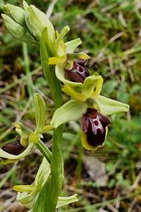 Ophrys araignée