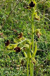Ophrys araignée