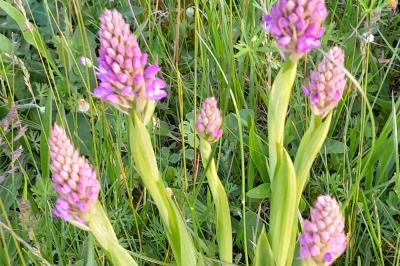 Orchis pyramidal
