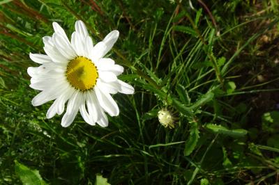 Marguerite commune